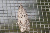 Scoparia basistrigalis