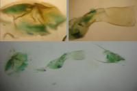 Scoparia basistrigalis