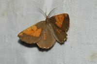 Angerona prunaria