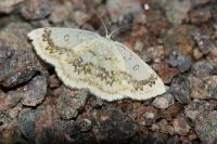 Cyclophora annularia