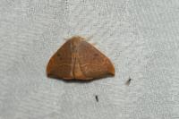 Watsonalla binaria