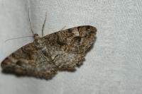 Alcis repandata