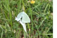 Hemistola chrysoprasaria
