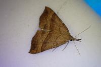 Hypena proboscidalis