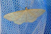 Idaea macilentaria
