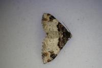 Catarhoe cuculata