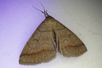 Zanclognatha lunalis