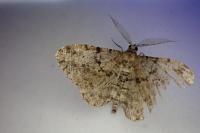 Peribatodes rhomboidaria rhomboidaria
