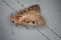 Xestia c-nigrum