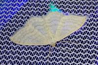 Idaea subsericeata