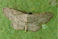 Idaea seriata