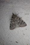 Aglossa pinguinalis