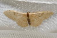 Idaea rubraria