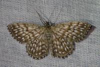 Scopula tessellaria