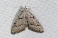 Nola thymula thymula