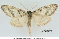 Nola cicatricalis