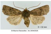 Rusina ferruginea