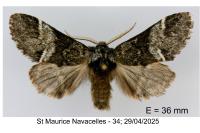 Drymonia dodonaea