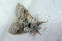 Calliteara pudibunda