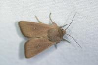 Mythimna sicula