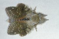Stauropus fagi