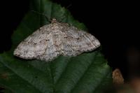 Ectropis crepuscularia