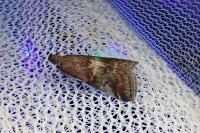 Acrobasis marmorea