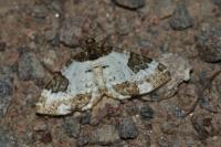 Melanthia procellata