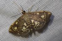 Anania stachydalis