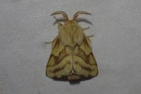 Malacosoma castrense