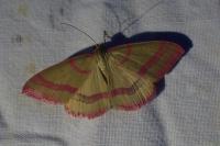 Rhodostrophia calabra
