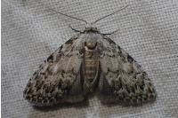 Meganola strigula