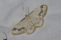 Idaea trigeminata