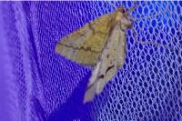 Aspitates ochrearia