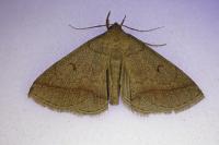 Zanclognatha lunalis