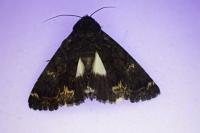 Catephia alchymista