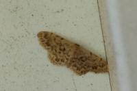 Idaea inquinata