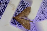 Dolicharthria punctalis