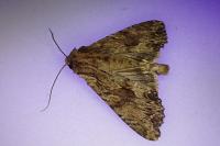 Apamea syriaca