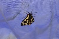 Arctia villica