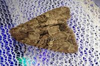 Mesapamea secalella/secalis