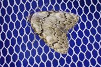Meganola strigula