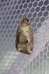 Elaphria venustula