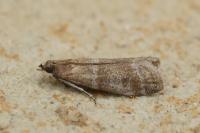 Vitula biviella