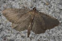 Philereme vetulata