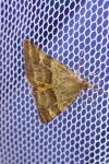 Synthymia fixa