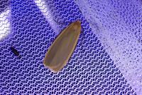 Katha depressa