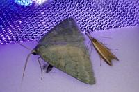 Pseudoterpna pruinata