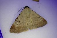 Lygephila craccae