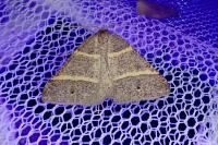 Perigune narbonea